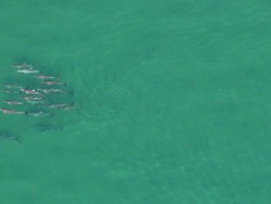 WS AERIAL View of dolphins / Adelaide, South Australia, Australia Stock Footage