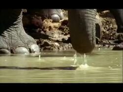 BCU Low angle, Trunk of Asian Elephant (Elephas maximus) drinking at waterhole, India Stock Footage