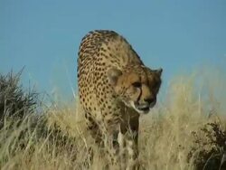 Cheetah -Gepard1 Stock Footage