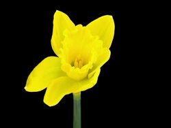 Yellow Narcissus; TIME LAPSE Stock Footage