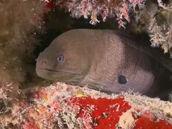 Giant Moray Eel (Gymnothorax javanicus), head sticking out of hole, Meemu Atoll, The Maldives Stock Footage