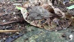 Extra close-up of jungle ants swarming over decaying leaves and other organic material in the constant cycle of life, death and renewal in Ecuadorian Amazon. Stock Footage