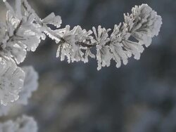CU TU Frosty conifer branches / Yellowstone National Park, Wyoming, United  Stock Footage