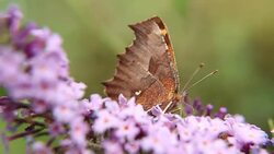flower butterfly working Stock Footage