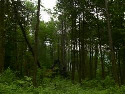 Wide shot, camera is still as feller buncher cuts down a tree. Stock Footage
