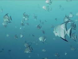 Large school of silvery fish with black linings  at Honduras Bay Islands Stock Footage