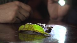 Is This A NEW SPECIES?! Instructional Video