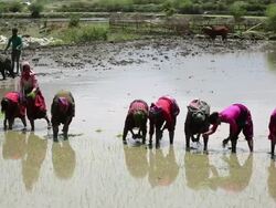 WS women's working at rice plantation / Durma, Banke District, Nepal Stock Footage