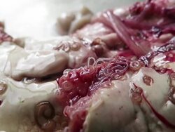 Anisakis nematode fish parasites over liver and viscera Stock Footage