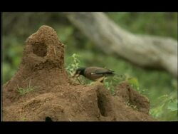 Termite mound in woodland clearing; Indian Myna bird (Acridotheres tristis) foraging for emerging termites, Nagarahole, India Stock Footage