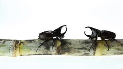 Rhinoceros beetle Stock Footage