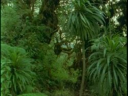 MS dense African jungle, Uganda, Africa Stock Footage