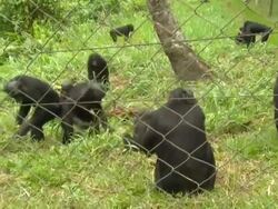 Bonobos Close to Extinction News Clip