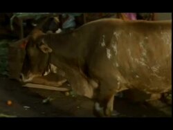 MS sacred cow, foraging through rubbish on street, Madras, India Stock Footage