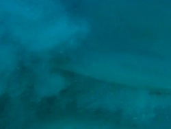 Grey reef sharks, Carcharhinus amblyrhynchos, picks up food, Bahamas  Stock Footage