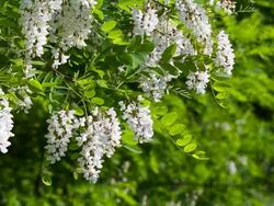 Branch with flowers of acacia. Stock Footage