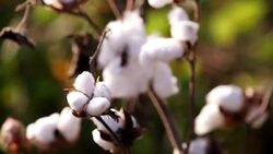 Cotton Field During Sunset HDR Image Close up Stock Footage