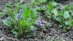 violets field Stock Footage