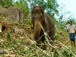 MS Elephant moving tree trunk down hillside Stock Footage