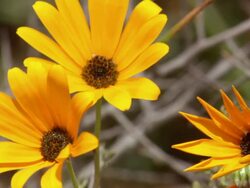 MS Shot of Orange daisies / Namaqualand, Northern Cape, South Africa Stock Footage