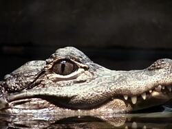 Chinese Alligator Stock Footage
