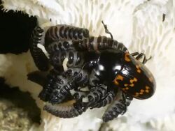 Female Pleasing Fungus Beetle (Erotylidae) with brood of larvae Stock Footage