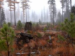 MS Shot of second growth forest in stand of logged old growth forest in mist / Kalispell, Montana, United States Stock Footage