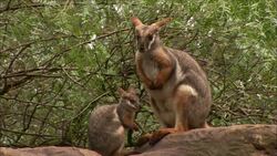 A wallaby joey grooms itself while sitting next to its mother. Stock Footage
