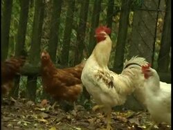 rooster with some chicks Stock Footage