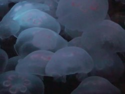 Jellyfish Video Stock Footage