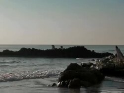 T/L mussel pickers Stock Footage