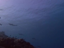 Whitetip Reef Sharks Stock Footage