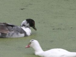 Muscovy duck 5 - HD 1080/30f Stock Footage