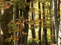 Autumnal deciduous forest Stock Footage