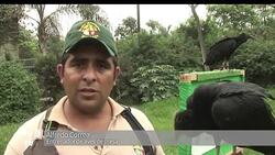 VOICED : Carroneras con GPS para luchar contra la basura en Lima News Clip