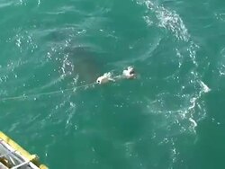 Great White Shark (Carcharodon carcharias) Stock Footage