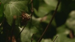 DCI4K, T/L, Newlyâ€emerged Cicada.(Time lapse : 2 of 6) Stock Footage