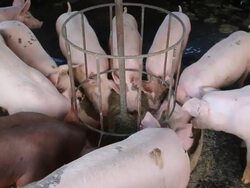 Pig farm Stock Footage