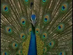 Peacock (Pavo cristatus) male display, Bandhavgarh National Park, India Stock Footage