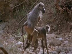 MS pair of Baboons mating, Tanzania Stock Footage