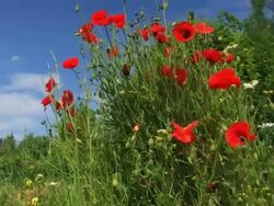 Poppy Stock Footage