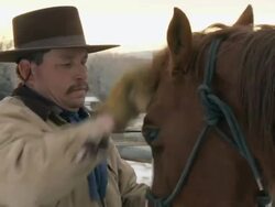 CU cowboy horse whisperer grooming horse on back and face / Shell, Wyoming, United States Stock Footage