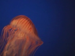 CU, SELECTIVE FOCUS, Canada, British Columbia, Vancouver, Aquarium, Jellyfishes in water Stock Footage