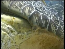CU Green Turtle flipper claw, pair mating on reef, male holding female with claw, Sipadan, Borneo, Malaysia Stock Footage
