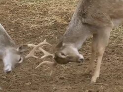 CU Shot of two male Persian fallow deer (Dama mesopotamica) fighting with horns / Jerusalem, Judea, Israel Stock Footage