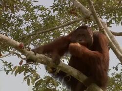 Large Orangutan eating fruit from a tree Stock Footage