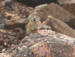 HD video Colorado chirping pika Stock Footage