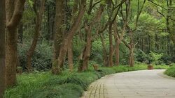 Park road with tree Stock Footage