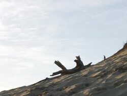 WS PAN SLO MO Shot of child walking up steep sand dune hill at beach during sunset with wearing hiking backpack and looks back at sun / Pacific City, Oregon, United States Stock Footage