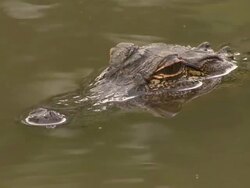 Close up of alligator's head. Stock Footage